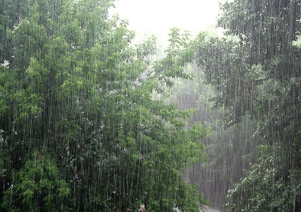 Серебристый дождь природа