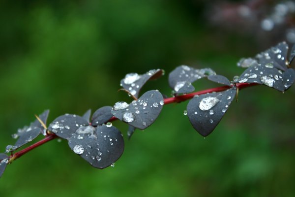 Серебристый дождь природа