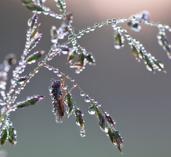 Капли на ветках