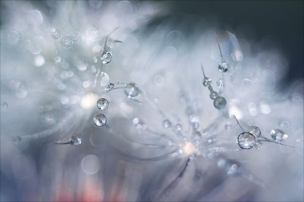 Серебряная роса