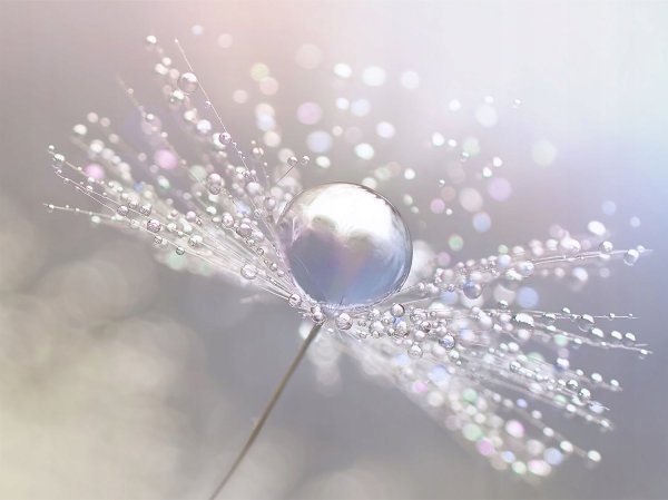 Серебряная роса