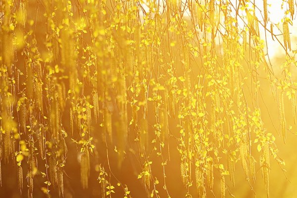 Солнце нити золотит