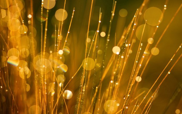 Зелень золотистая