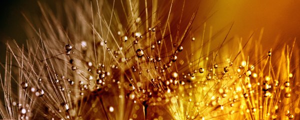 Одуванчики с пшеницей