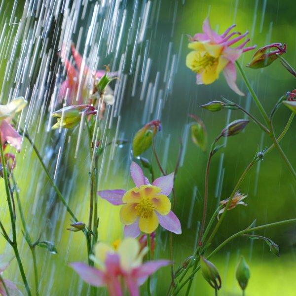 Весенние цветы под дождем