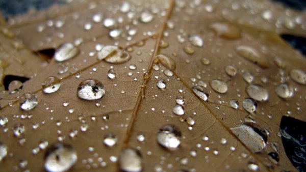 Капли дождя