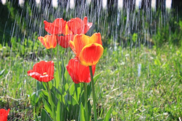 Весна дождь