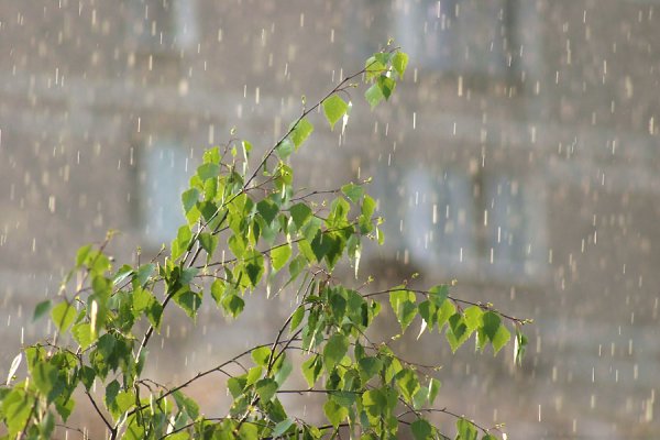 Весна дождь