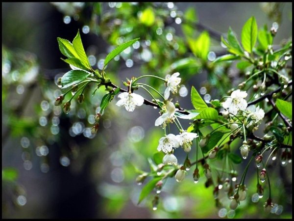 Гроза и черемуха