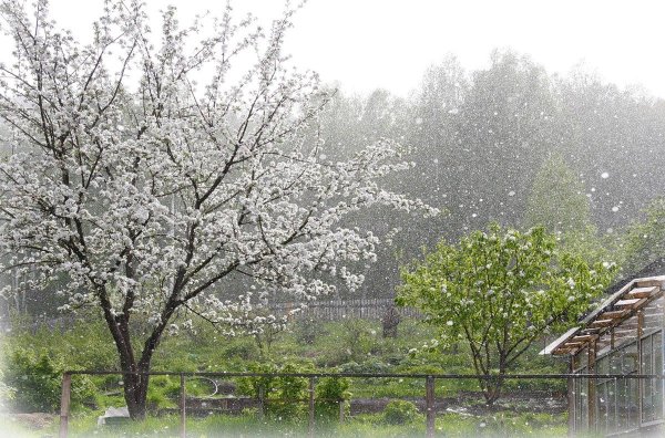 Дождь в цветущем саду
