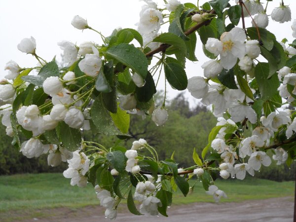 Майский дождик