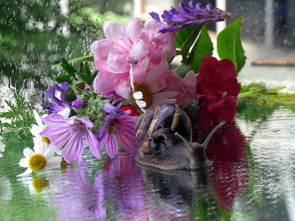 Цветы после дождя