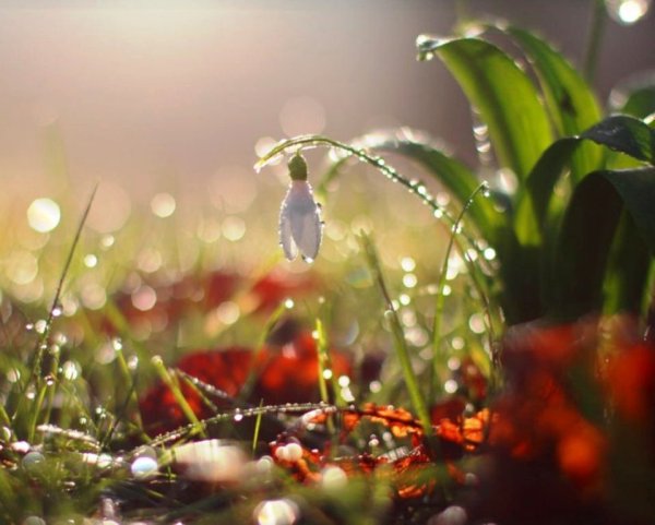 Дождь и солнце