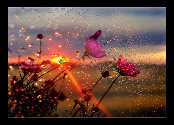 Цветы под дождем и солнце
