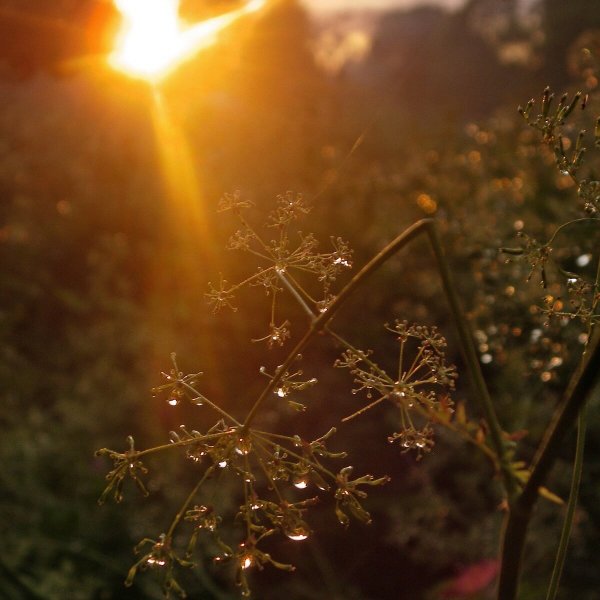 Лучи солнца