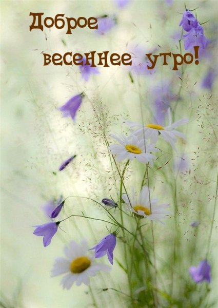 Доброе дождливое Весеннее утро