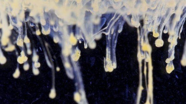 Красивые химические реакции