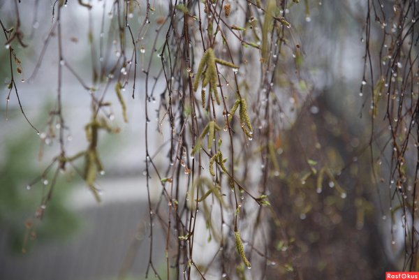 Весенний дождик