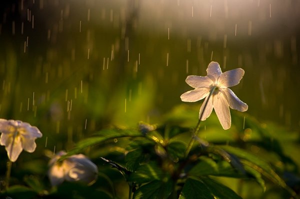 Фразы о весне короткие красивые