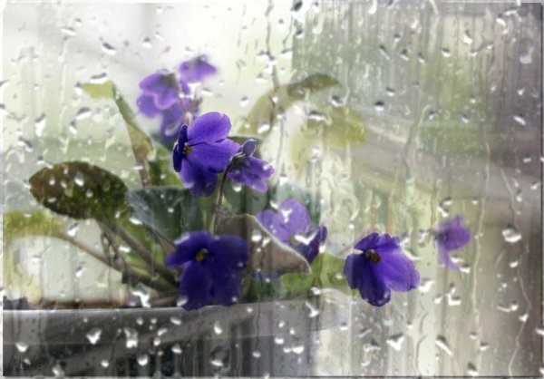 Цветы на окне дождь за окном