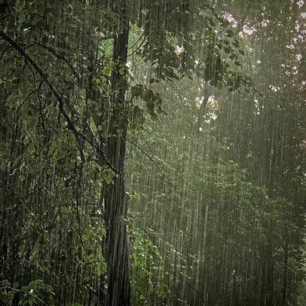 Дождь в лесу