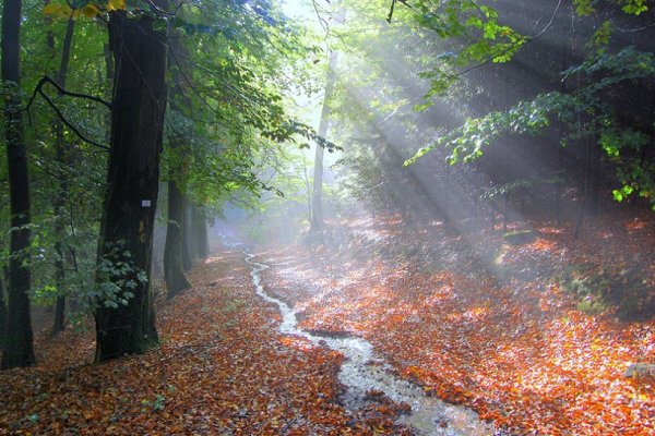 Дождь в лесу