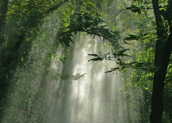 Дождик в лесу