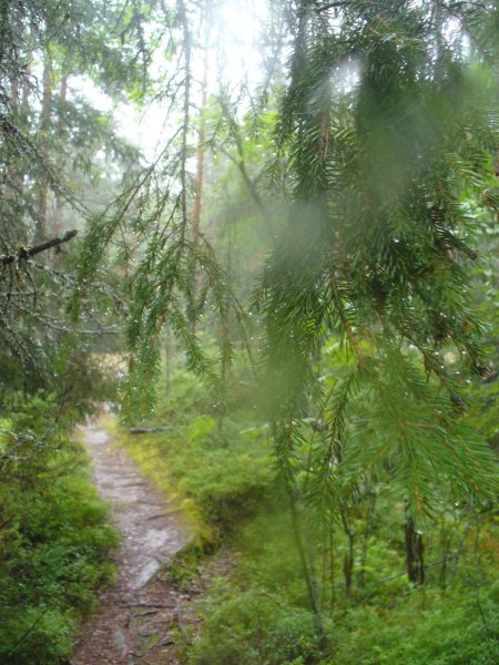 Дождь в лесу