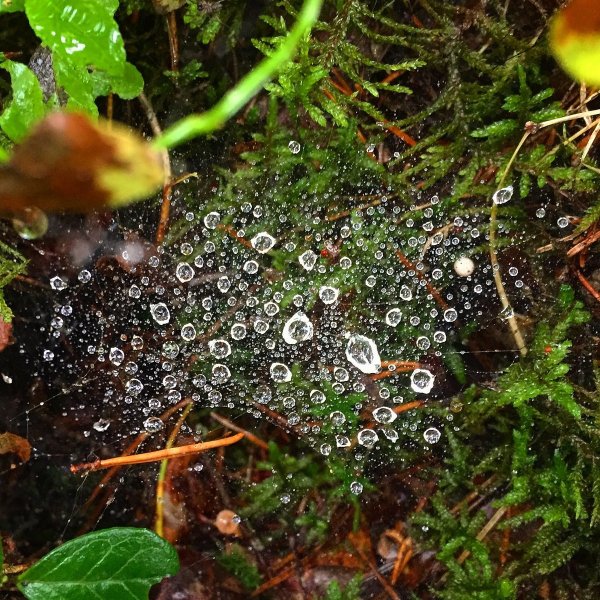 Летний дождь в лесу