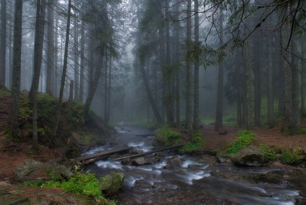 Ливень в лесу