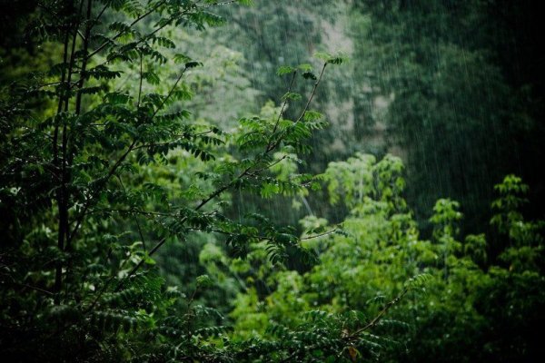 Дождь в лесу