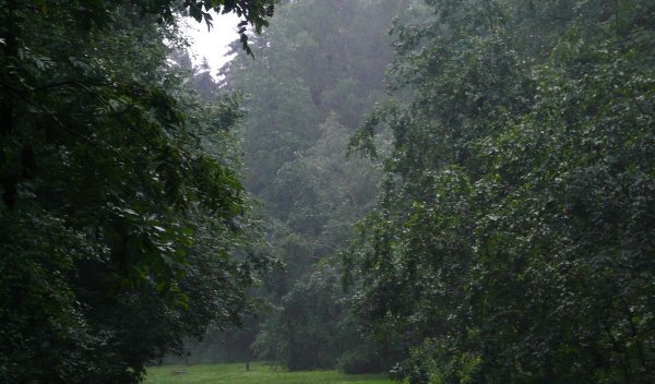 Ливень в лесу