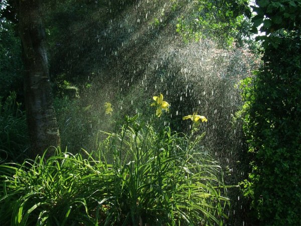 Летний дождик