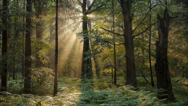 Дождливый лес