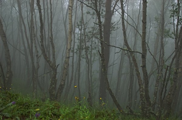 Дождливый лес