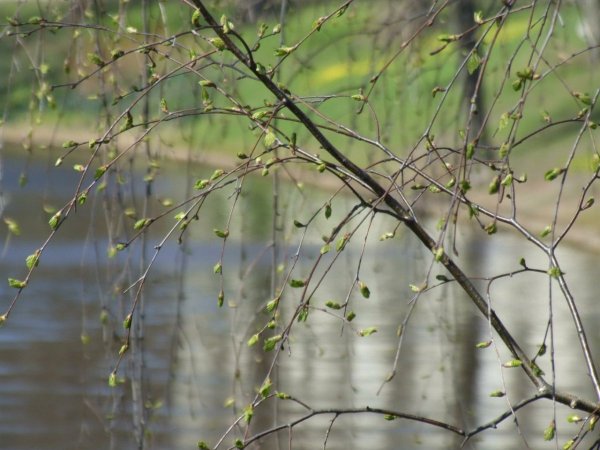 Апрель дождь фото