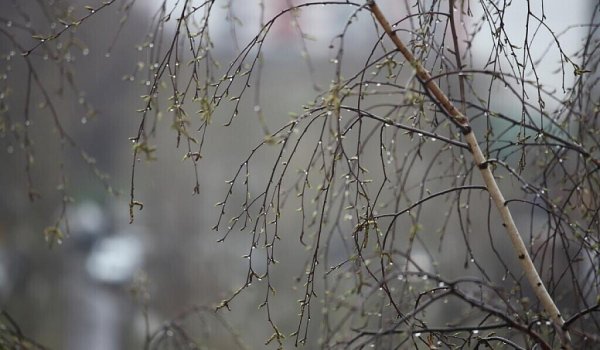 Дождь весной