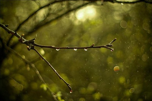 Ранняя Весна дождь