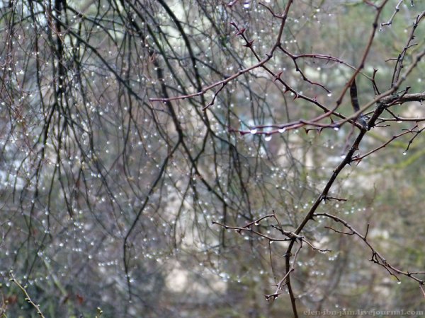 Первый весенний дождь