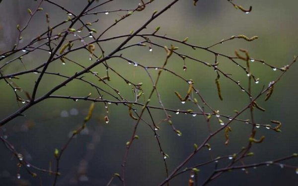 Весенние капли на ветках