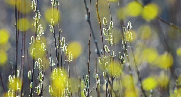 Весна солнце первая зелень