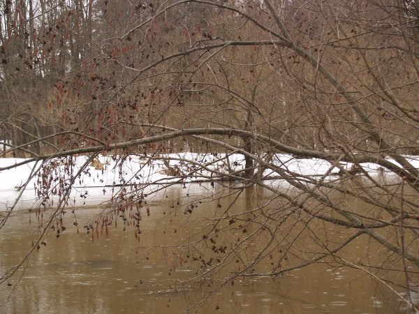 Дождь ранней весной