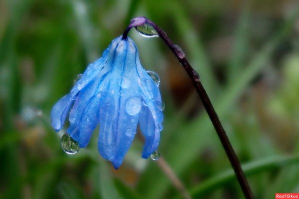 Первый весенний дождь