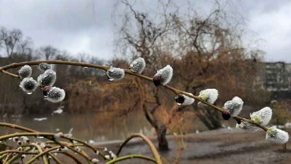 Апрельские дожди 2003