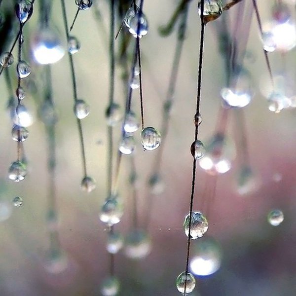 Апрельская капель