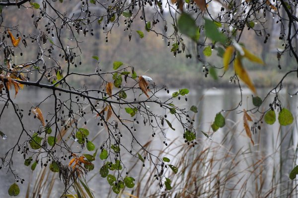 Весенний дождь