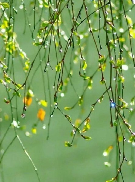 Свисающие ветки деревьев