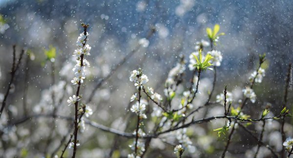 Дождь весной