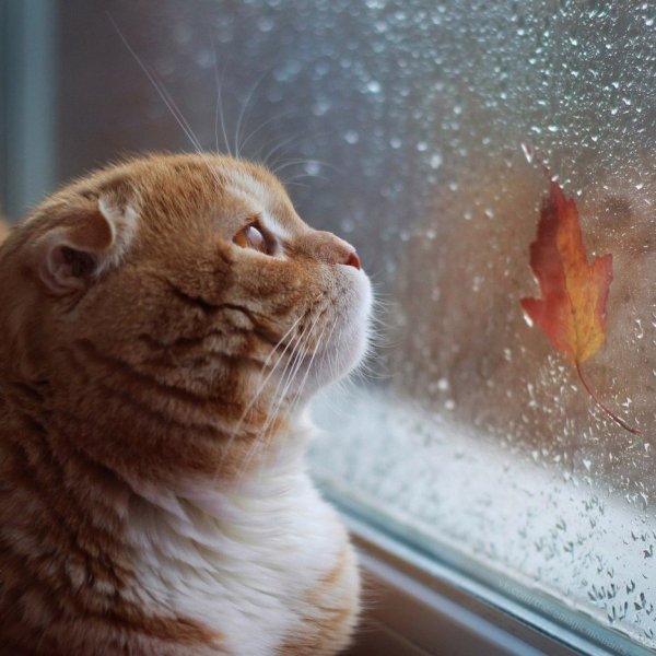 Осенняя хандра котики