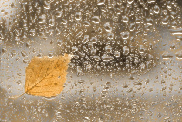 Лист на мокром стекле